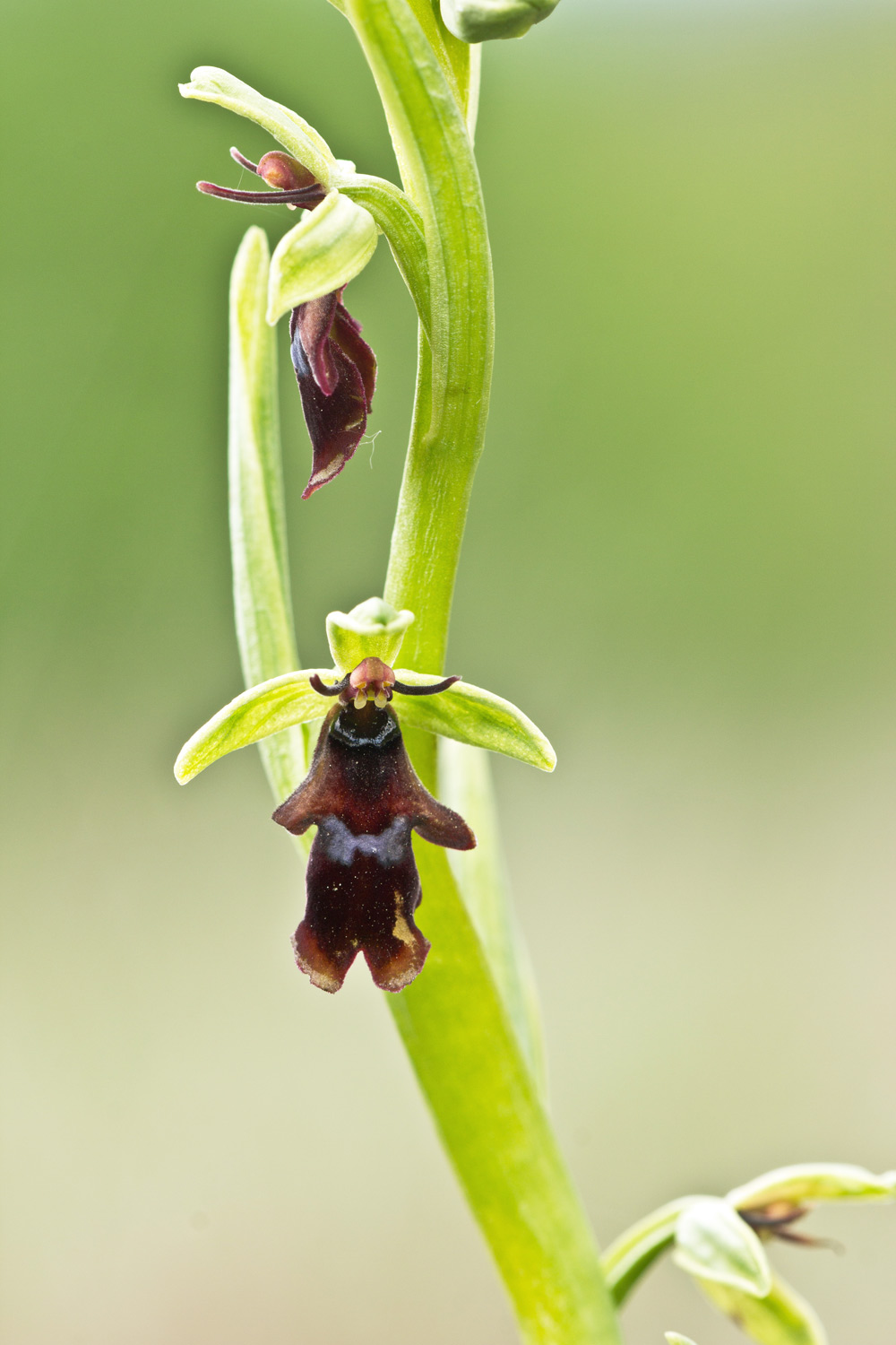 Ophrys insectifera L